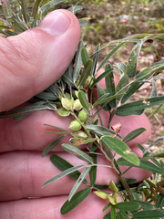Lespedeza virginica, photograph author not stated, no rights reserved