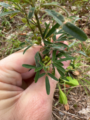 Lespedeza virginica, photograph author not stated, no rights reserved