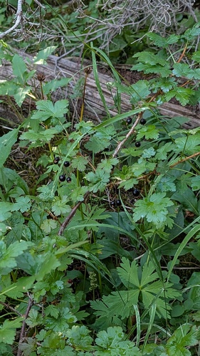 Ribes lacustre, photograph 3
