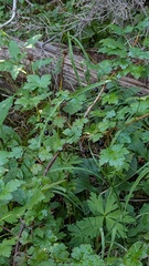 Ribes lacustre, photograph author not stated, no rights reserved