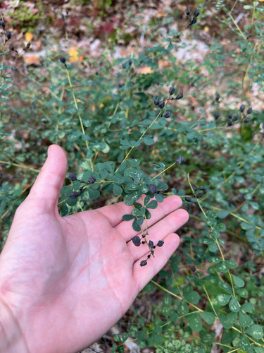 Baptisia tinctoria, photograph 2