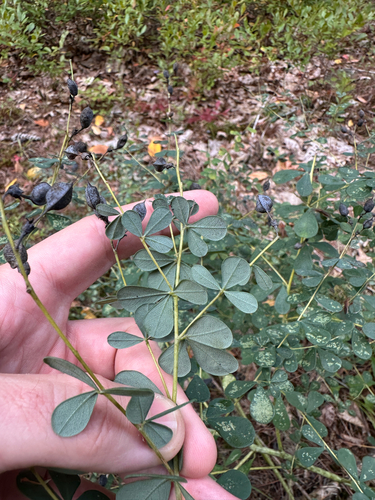 Baptisia tinctoria, photograph 3