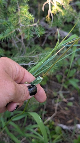 Elymus glaucus, photograph 3