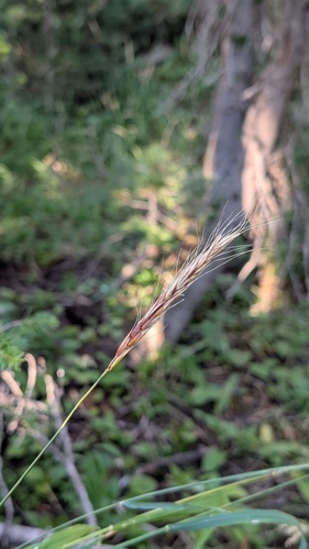 Elymus glaucus, photograph 2