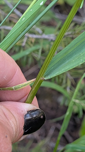 Elymus glaucus, photograph 4