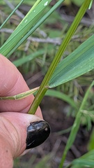 Elymus glaucus, photograph author not stated, no rights reserved