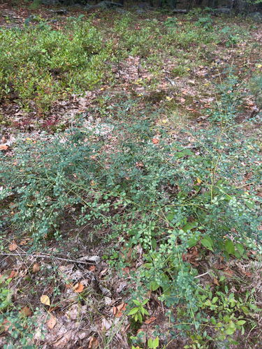 Baptisia tinctoria