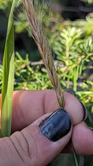 Elymus glaucus