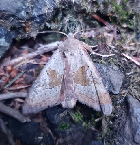 Phlogophora wollastoni
