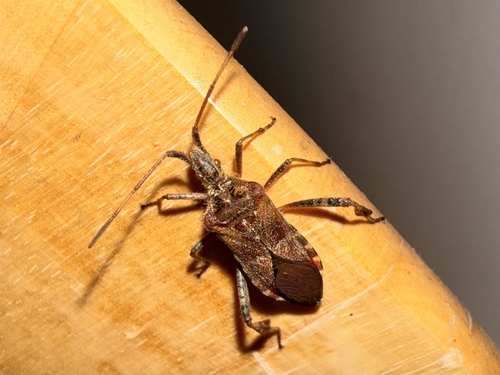 Western Conifer Seed Bug