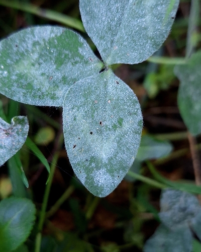 Clover Powdery Mildew