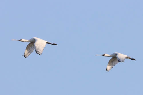Eurasian Spoonbill