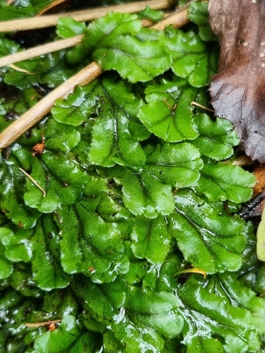 Star-headed Liverwort