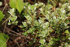 Salix repens