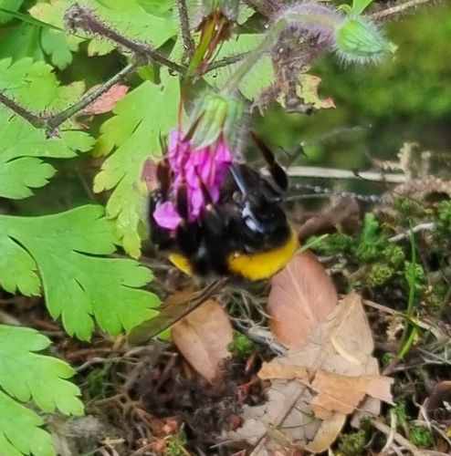 Buff-tailed Bumble Bee