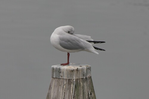 Black-headed Gull