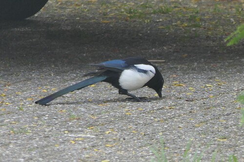 Eurasian Magpie