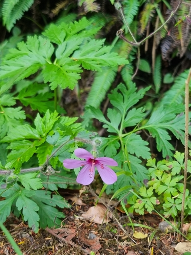 Madeira Island Geranium