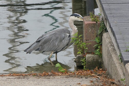 Grey Heron