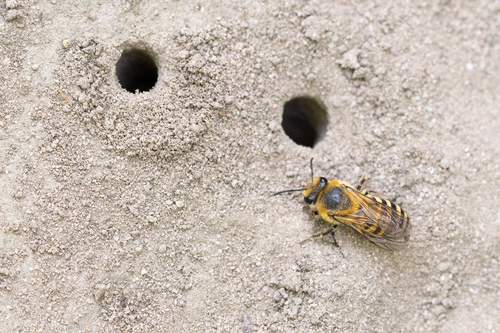 Ivy Cellophane Bee