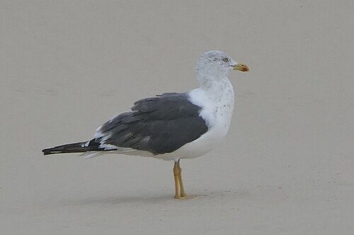 Lesser Black-backed Gull