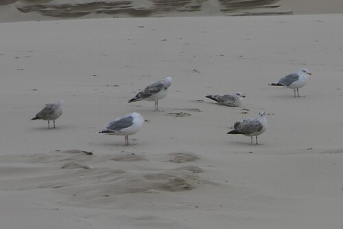 European Herring Gull