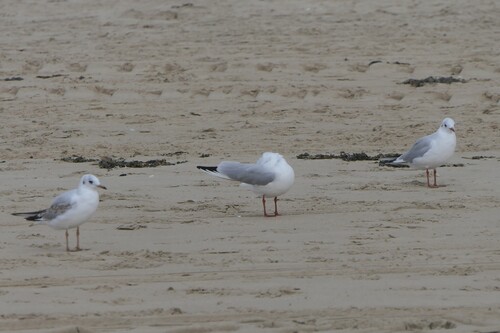 Black-headed Gull
