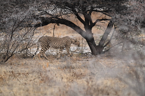Southern and Eastern African Cheetah