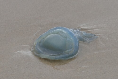 Dustbin-lid Jelly