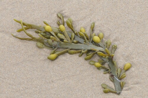 Knotted Wrack