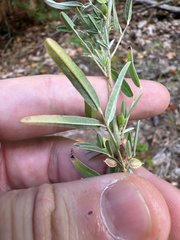 Lespedeza virginica, photograph author not stated, no rights reserved