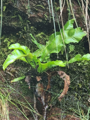 Hart's-tongue fern