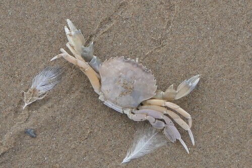 Flying Crab, Bergen, Nederland, photo 9 of 10