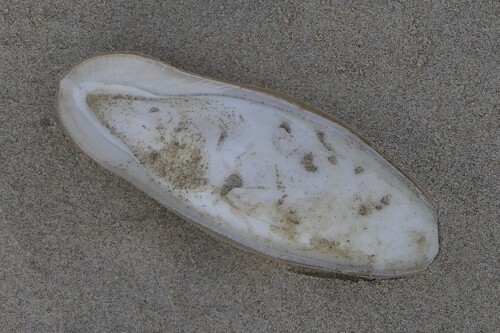 European Common Cuttlefish