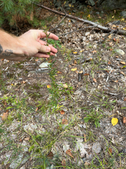 Lespedeza virginica