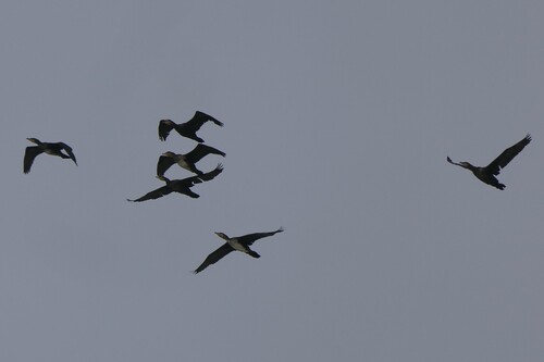 Great Cormorant