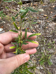 Lespedeza virginica, photograph author not stated, no rights reserved