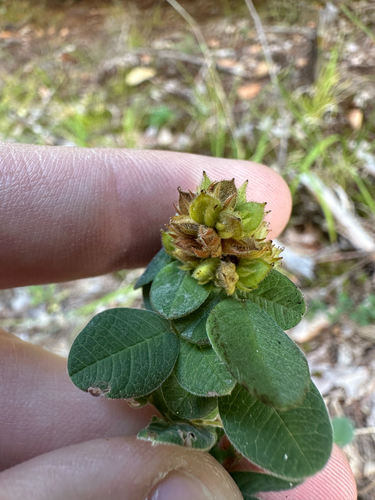 Lespedeza hirta, photograph 5