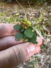 Lespedeza hirta, photograph author not stated, no rights reserved