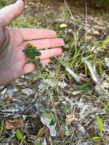 Lespedeza hirta, photograph 1