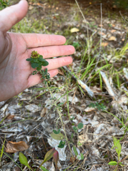 Lespedeza hirta