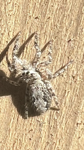 Tan Jumping Spider