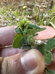 Lespedeza hirta, photograph author not stated, no rights reserved