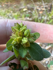 Lespedeza hirta, photograph author not stated, no rights reserved