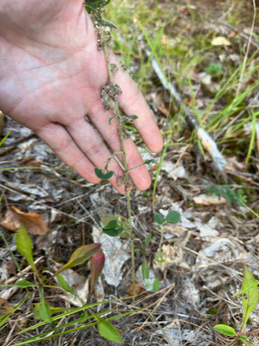 Lespedeza hirta, photograph 6