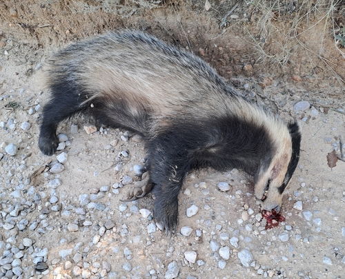 European Badger