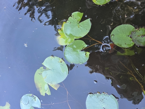 American white waterlily