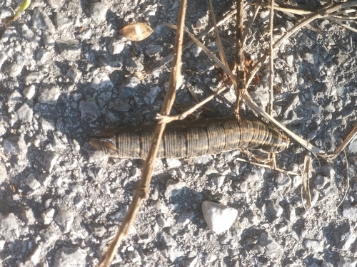 Convolvulus Hawkmoth