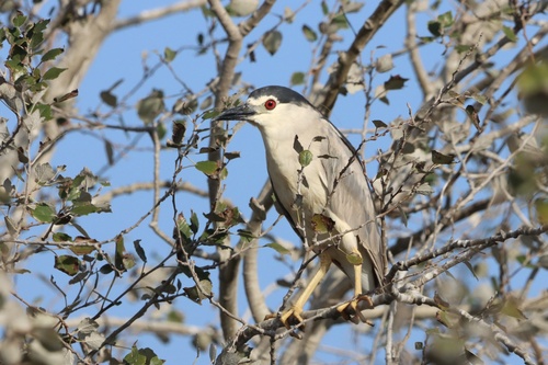 Black-crowned Night Heron