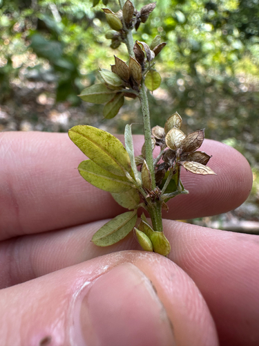 Lespedeza violacea, photograph 4